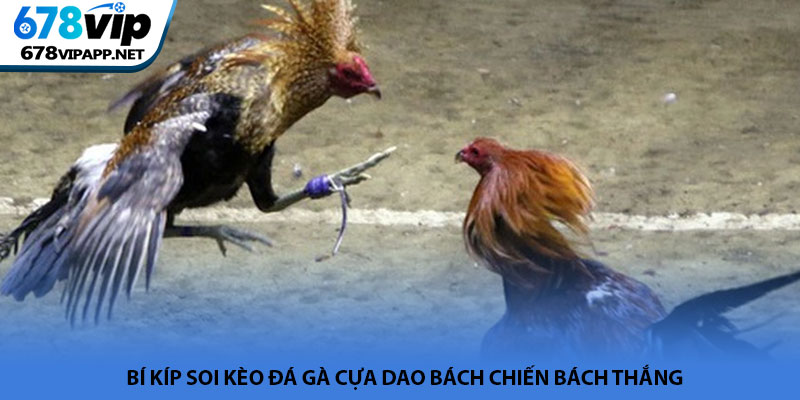 Đá gà cựa dao - Đấu trường rực lửa và kịch tính tại 678VIP 3 Bí kíp soi kèo đá gà cựa dao bách chiến bách thắng