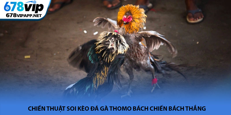 Đá gà Thomo - Đấu trường trực tiếp đầy kịch tính tại 678VIP 3 Chiến thuật soi kèo đá gà Thomo bách chiến bách thắng