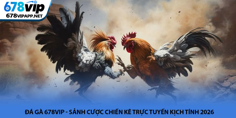 Đá gà 678VIP - Sảnh cược chiến kê trực tuyến kịch tính 2026 1 Đá gà 678VIP - Sảnh cược chiến kê trực tuyến kịch tính 2026