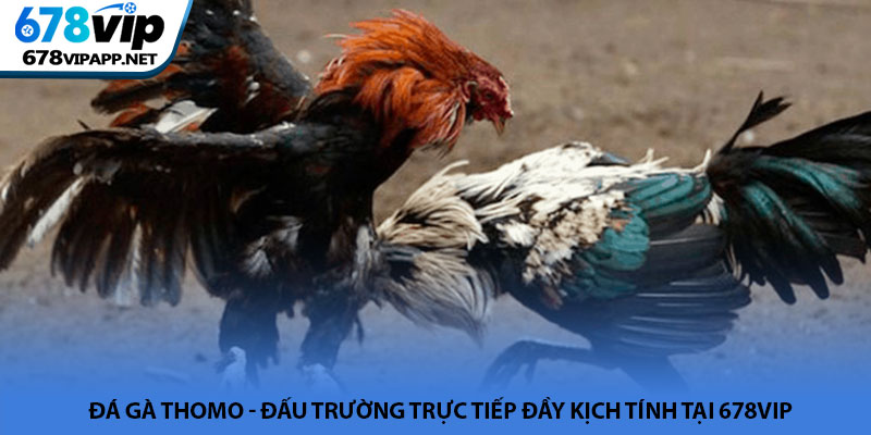 Đá gà Thomo - Đấu trường trực tiếp đầy kịch tính tại 678VIP 1 Đá gà Thomo - Đấu trường trực tiếp đầy kịch tính tại 678VIP