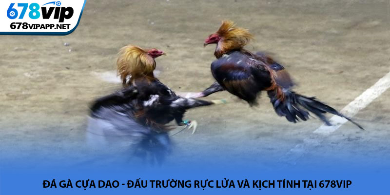 Đá gà cựa dao - Đấu trường rực lửa và kịch tính tại 678VIP 2 Đá gà cựa dao - Đấu trường rực lửa và kịch tính tại 678VIP