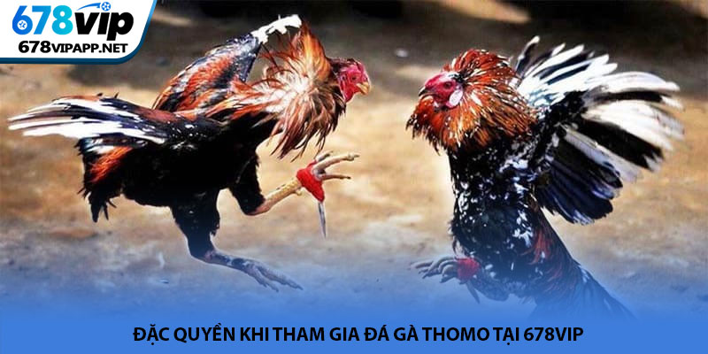 Đá gà Thomo - Đấu trường trực tiếp đầy kịch tính tại 678VIP 4 Đặc quyền khi tham gia đá gà Thomo tại 678VIP