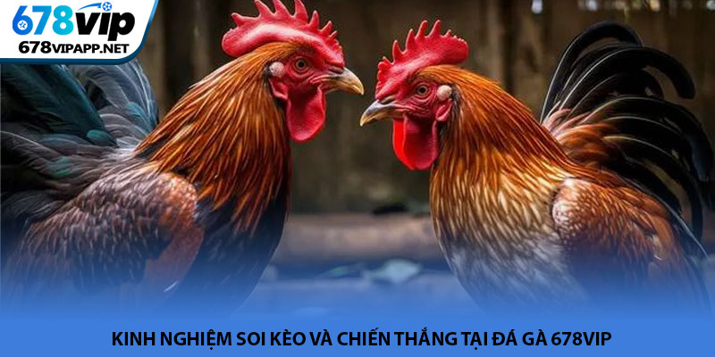 Đá gà 678VIP - Sảnh cược chiến kê trực tuyến kịch tính 2026 4 Kinh nghiệm soi kèo và chiến thắng tại đá gà 678VIP