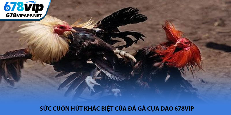 Đá gà cựa dao - Đấu trường rực lửa và kịch tính tại 678VIP 2 Sức cuốn hút khác biệt của đá gà cựa dao 678VIP