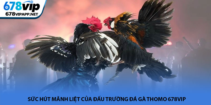 Đá gà Thomo - Đấu trường trực tiếp đầy kịch tính tại 678VIP 2 Sức hút mãnh liệt của đấu trường đá gà Thomo 678VIP