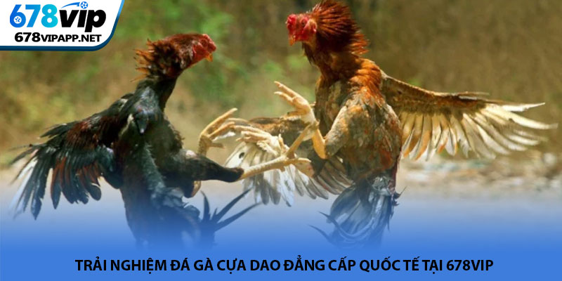 Đá gà cựa dao - Đấu trường rực lửa và kịch tính tại 678VIP 4 Trải nghiệm đá gà cựa dao đẳng cấp quốc tế tại 678VIP