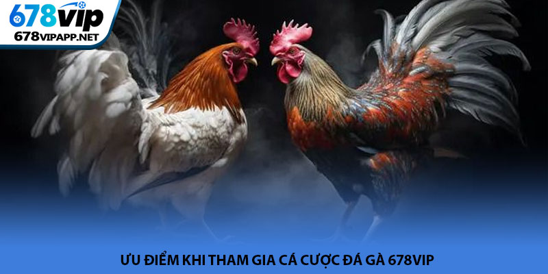 Đá gà 678VIP - Sảnh cược chiến kê trực tuyến kịch tính 2026 3 Ưu điểm khi tham gia cá cược đá gà 678VIP